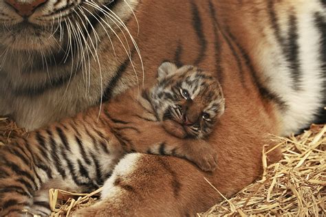 Pictured: Adorable endangered Siberian tiger cubs born in Woburn Safari ...