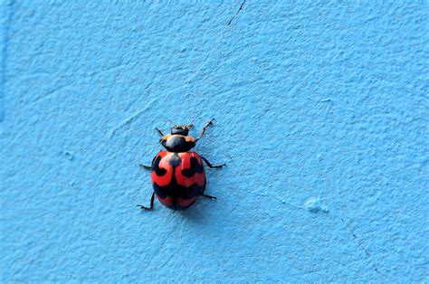 Blue Ladybug Photos, Download The BEST Free Blue Ladybug Stock Photos ...