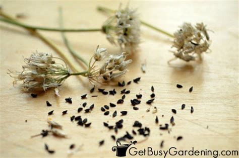 How To Harvest & Collect Chive Seeds In Your Garden | Chive seeds ...