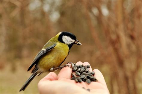 what kind of birds eat sunflower seeds