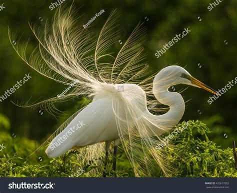 Great Egret In Breeding Plumage. Stock Photo 423617092 : Shutterstock