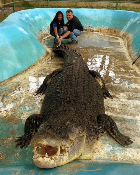 Lolong 20ft 3" 6017 mtr | Crocodile, Philippines, Philippines culture