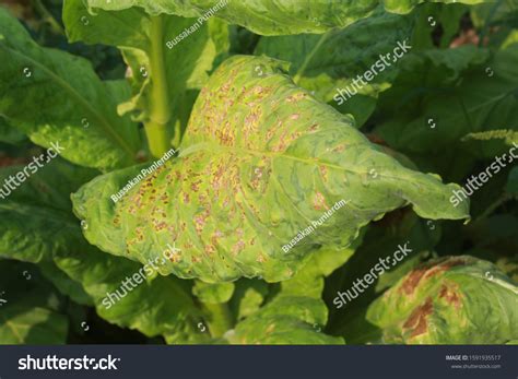 151 Tobacco Mosaic Virus Images, Stock Photos & Vectors | Shutterstock