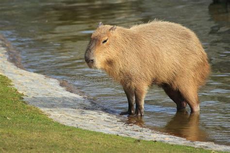 Capybara in Water