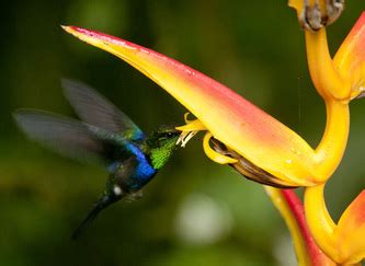 Hummingbirds of Ecuador - WorldWildZoom