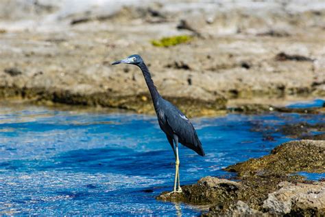 Close Up Photo of a Heron Bird · Free Stock Photo