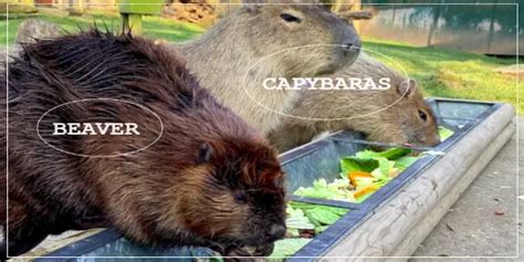 Capybaras Vs Beavers - Similarities & Differences [All You Should Know ...