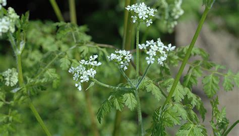 Chervil - Herb - How to grow chervil in the garden