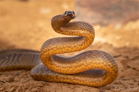 Inland Taipan Care Sheet | Reptiles' Cove