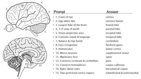 Brain Quiz – biologicalpsych.com