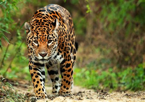 Jaguars - Panama Wildlife Conservation