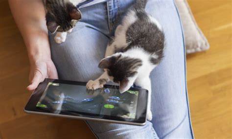 Cats Got Game: 4 Video Games for Your Cats to Play - CatGazette