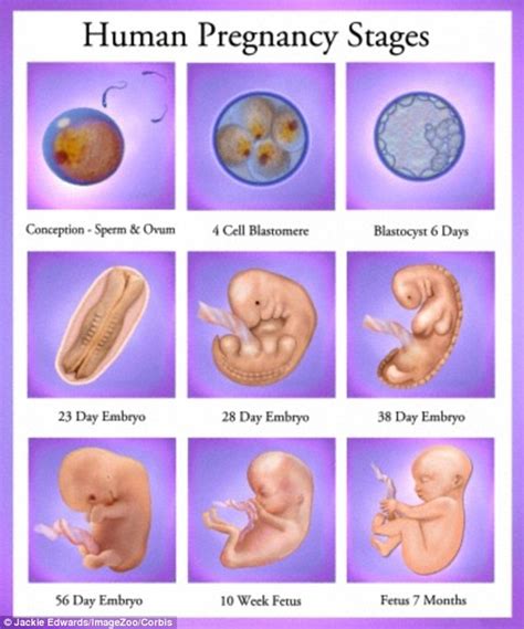 Development Of Baby In First Month Of Pregnancy - Baby Viewer