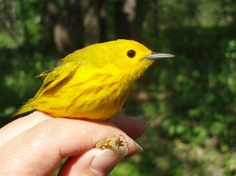 Male Yellow Warbler captured at banding station