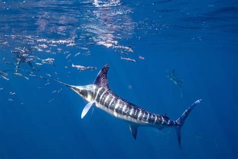 A Guide to the Different Types of Marlin - American Oceans