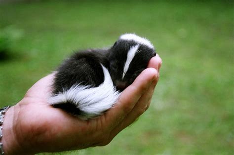 Baby skunk | Sleeping animals, Baby skunks, Cute animals