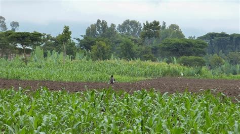 Ethiopia: Financial services to help rural areas affected by climate change