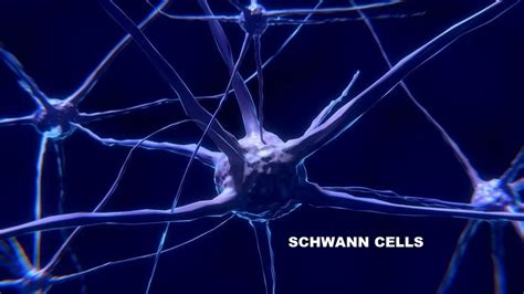 Schwann Cell : Role, Clinical significance, Theory - All you need to know