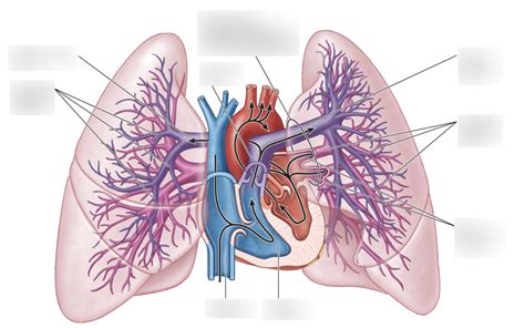 Pulmonary Circulation (Diagram) Diagram | Quizlet