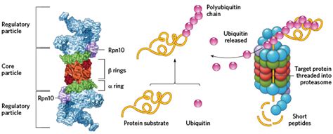 Infographic: Proteasome Basics | The Scientist Magazine®