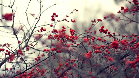 🔥 [50+] Winter Berries Wallpapers | WallpaperSafari