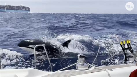 Terrifying moment killer whales attack boat sailing in ‘orca alley’