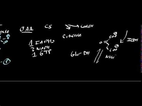 Biochemistry | Anaplerotic Reactions - YouTube