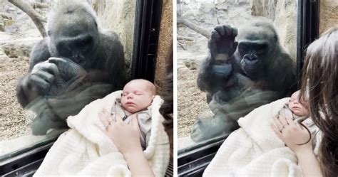 Gorilla Sees Newborn And Bonds With The New Mother Over Her Baby