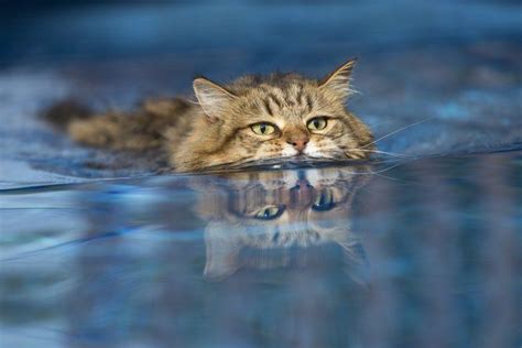 Water Cats: Some Cats Love to Swim and Play in Water - Tufts Catnip