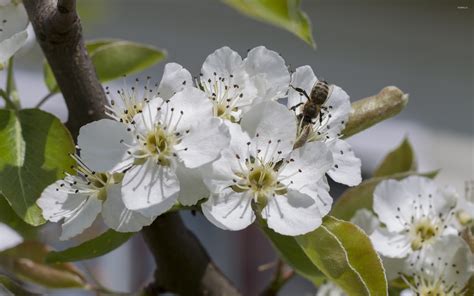 Pear tree blossoms [2] wallpaper - Flower wallpapers - #42023