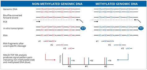 DNA Methylation Analysis | | 豐技生技