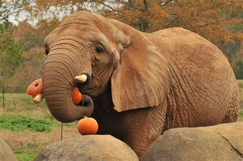 Study reveals ancient link between mammoth dung and pumpkin pie ...