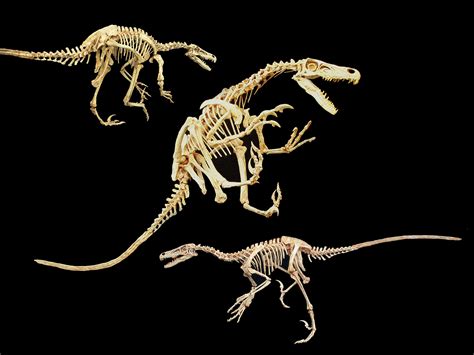 Velociraptor Skeleton | Gaston Design, Inc.