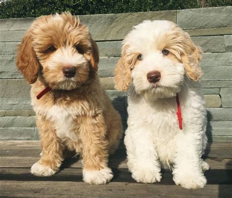 10 Hypoallergenic Dog Breeds You Can Love Without Sneezing | Get ...