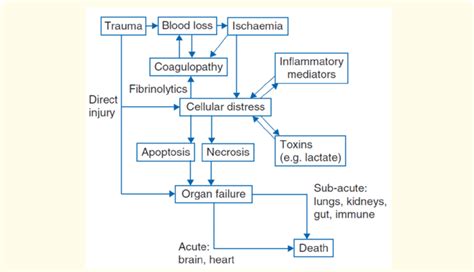 The pathophysiology of hemorrhagic shock. | Download Scientific Diagram