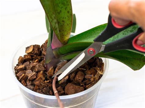 Can Orchids Be Pruned