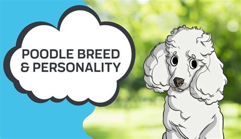 Poodle Personality – Innovet Pet