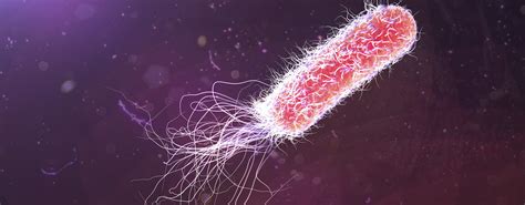 Pseudomonas aeruginosa: symptoms | transferability | treatment