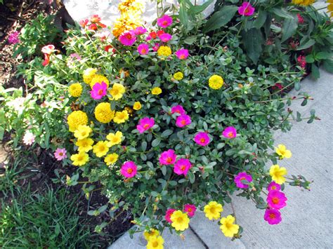 From the Summer's Garden: PURSLANE: A GREAT SUMMER CONTAINER PLANT