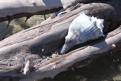 Seashell among driftwood - Botany Bay Beach, Edisto Island, SC | Botany ...