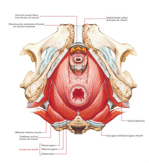 Understanding the Pelvic Floor Muscles and Pelvic Pain - Somatic ...