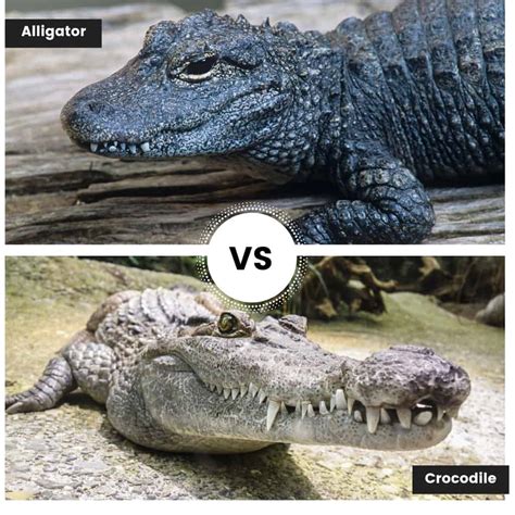 Alligator vs Crocodile - Find out the many differences and similarities