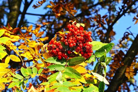 Mountain Ash berries. stock image. Image of autumn, berry - 46671457