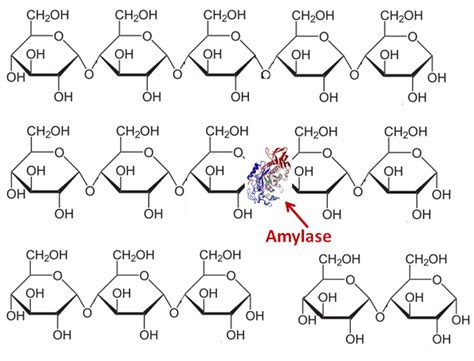 What is Amylase? - Definition & Function | Study.com