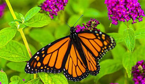 Historic Deal to Protect Millions of Monarch Butterfly Habitat Acres is ...