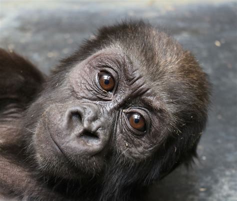 #GorillaStory: Moke on the Mend | Smithsonian's National Zoo and ...