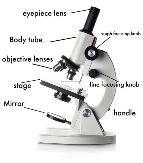 Light Microscope Diagram With Labels