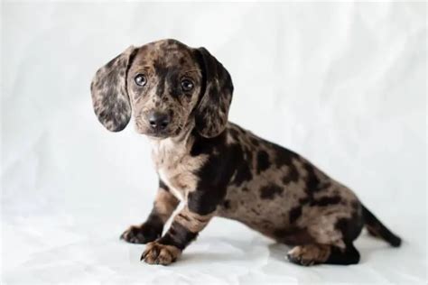 Dapple Dachshund Facts: What Causes the Unique Coat Pattern?