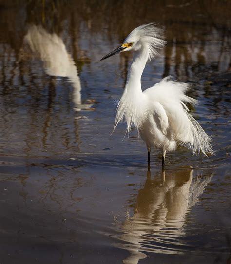 Snowy Egret in breeding plumage | Eric Blackmore Photography