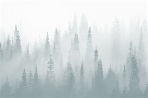 Misty Forest Moody Wallpaper - Buy Online at Happywall